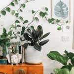 green leafed plant